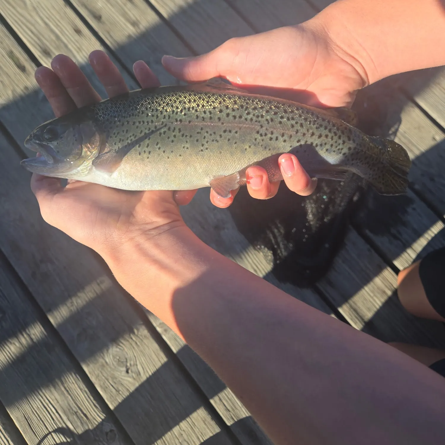 Rainbow trout caught on Fishbrain