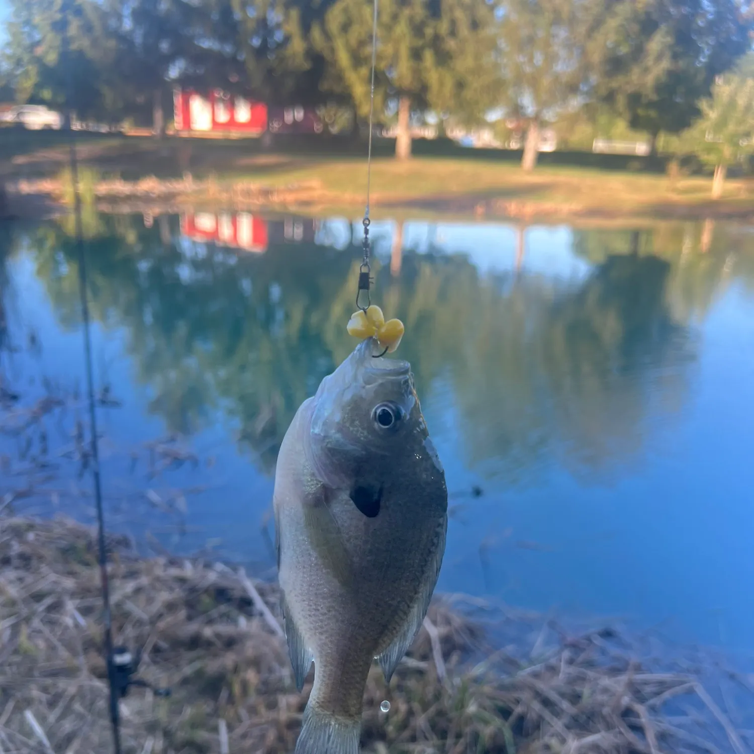 Bluegill caught on Fishbrain