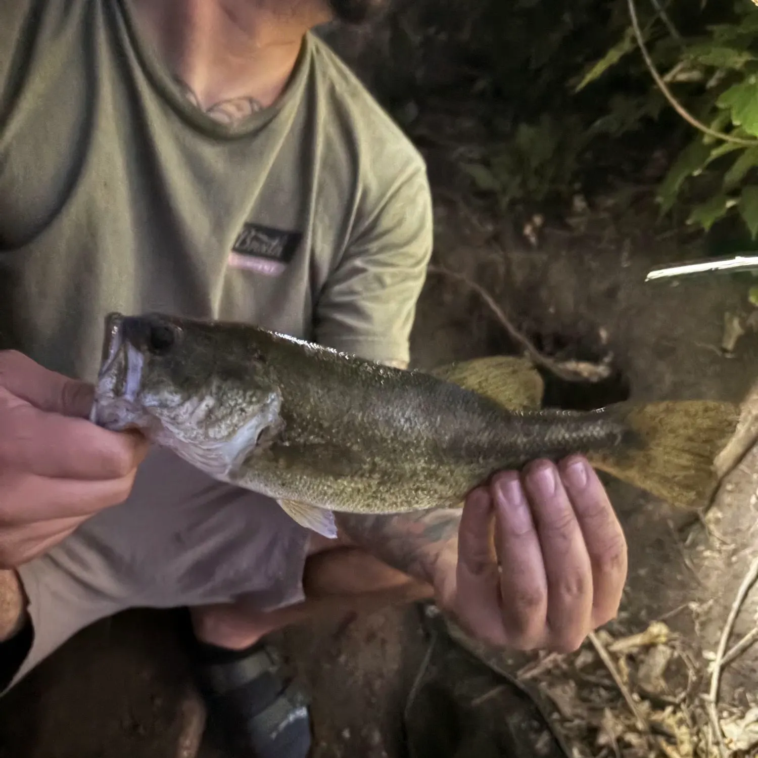 Largemouth bass caught on Fishbrain