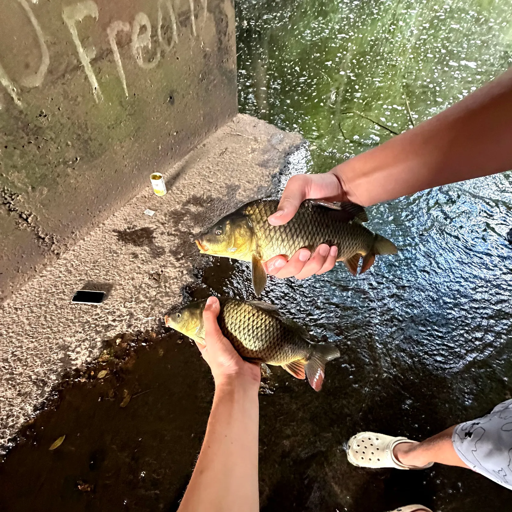Common carp caught on Fishbrain