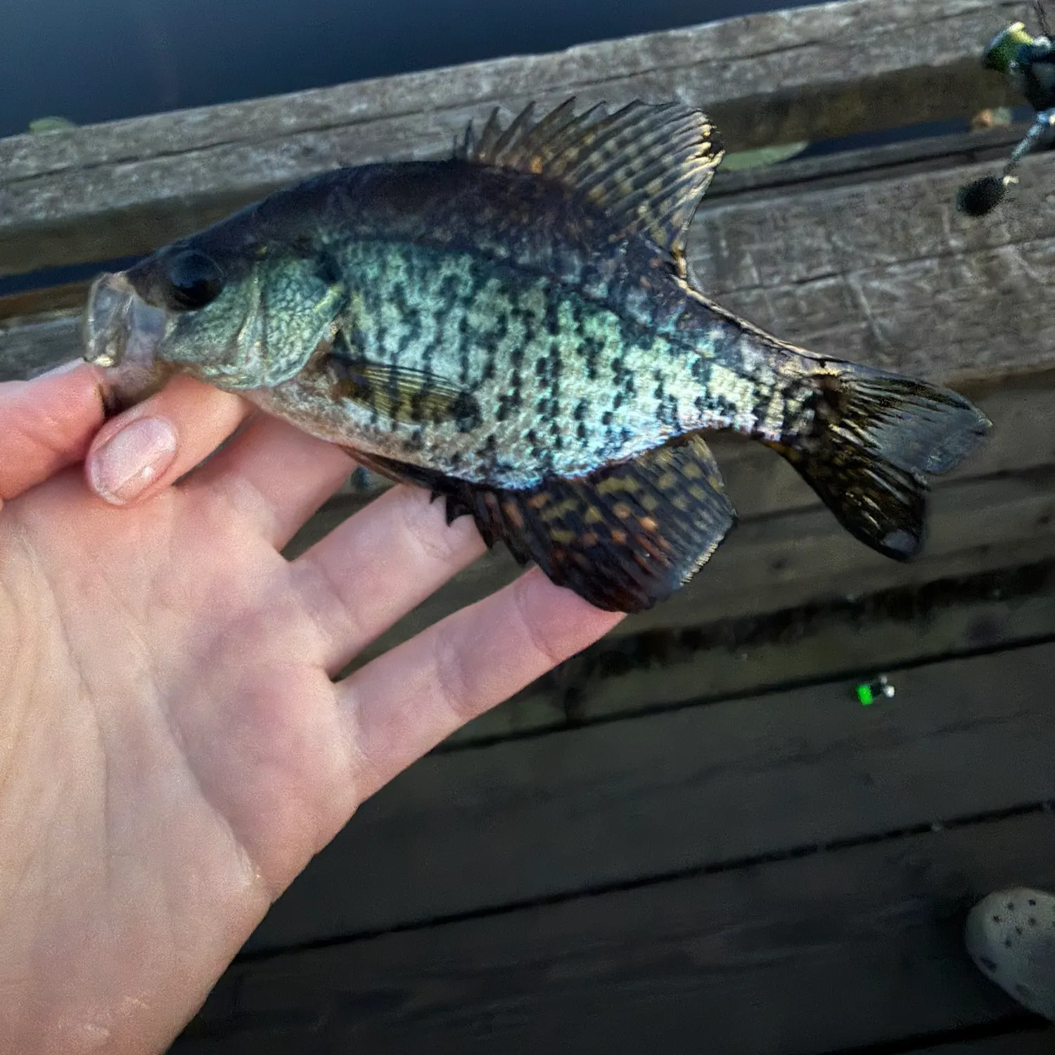 Black crappie caught on Fishbrain