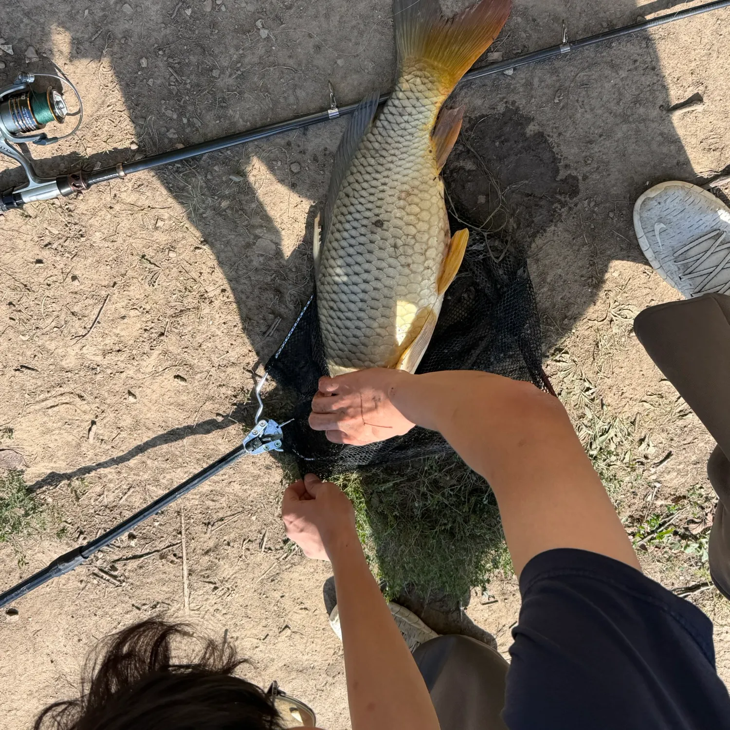 Common carp caught on Fishbrain