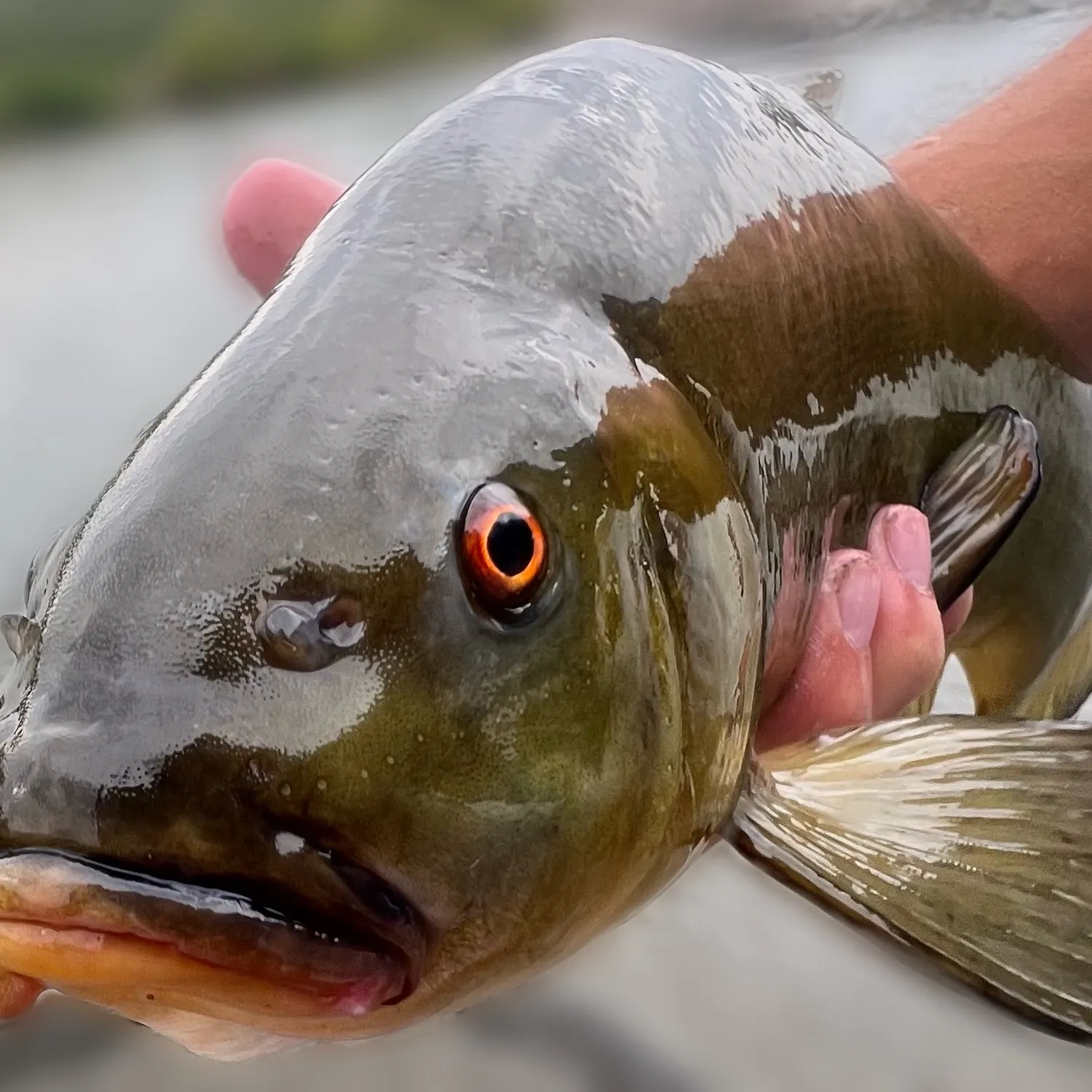 The most recent Tench catches on Fishbrain