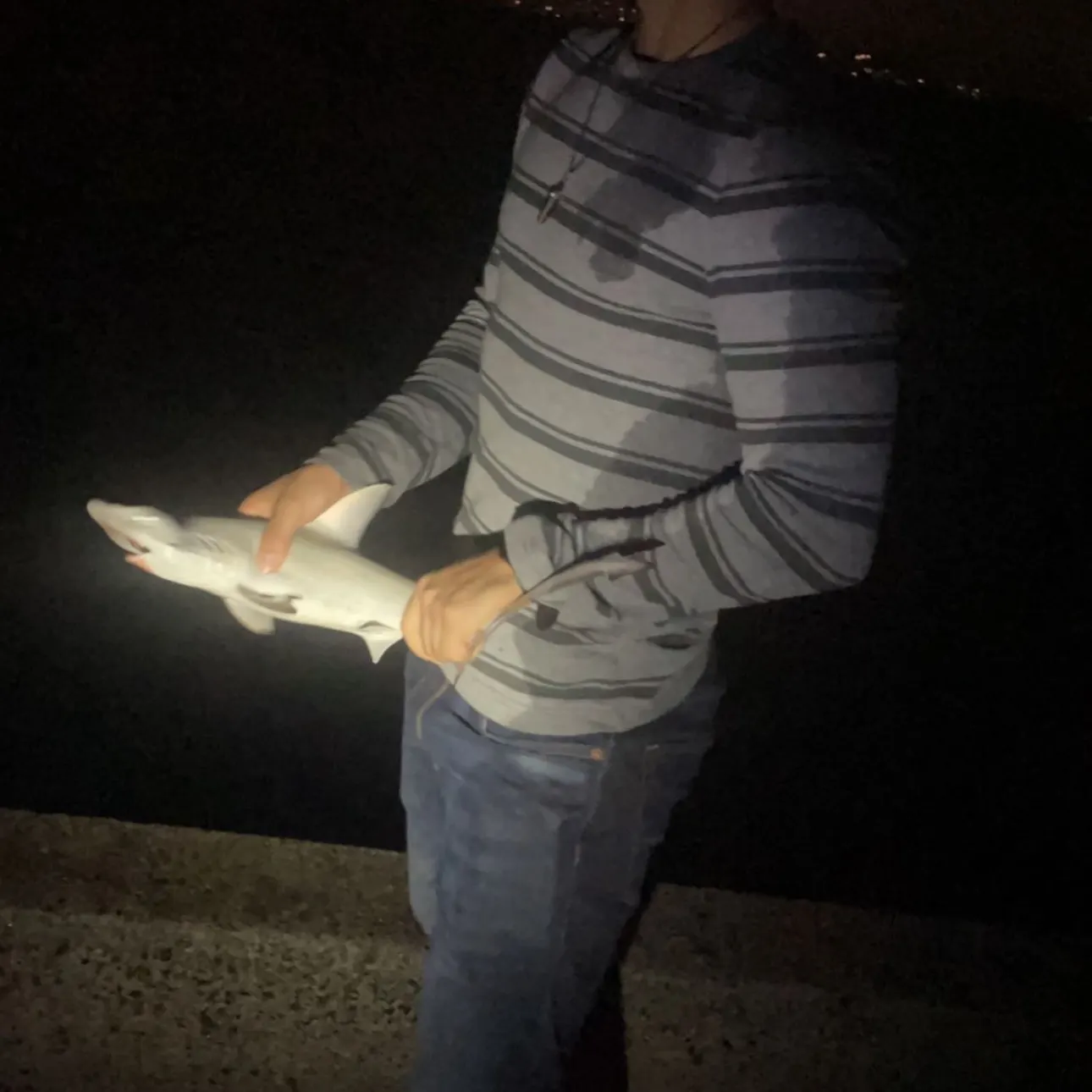 The most recent Great hammerhead shark catches on Fishbrain