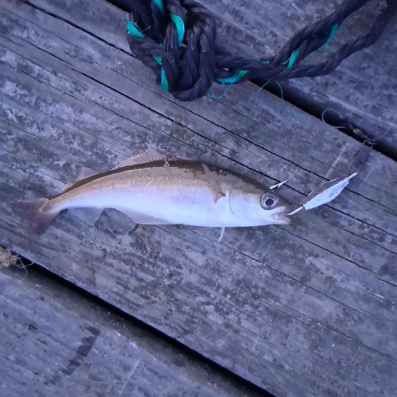 Atlantic pollock caught on Fishbrain