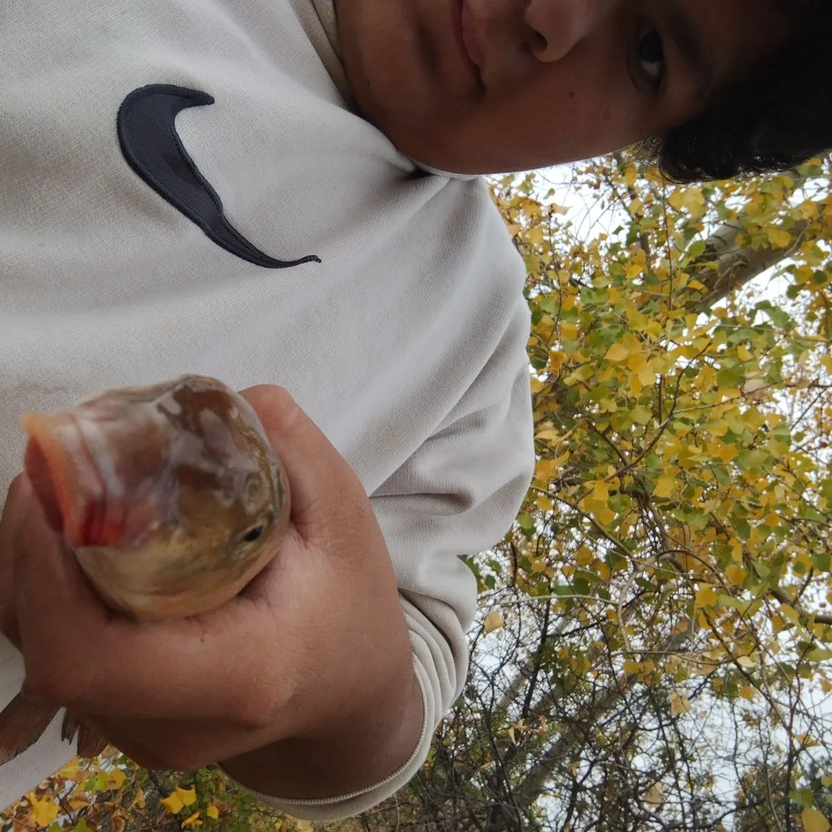 Hornyhead chub caught on Fishbrain