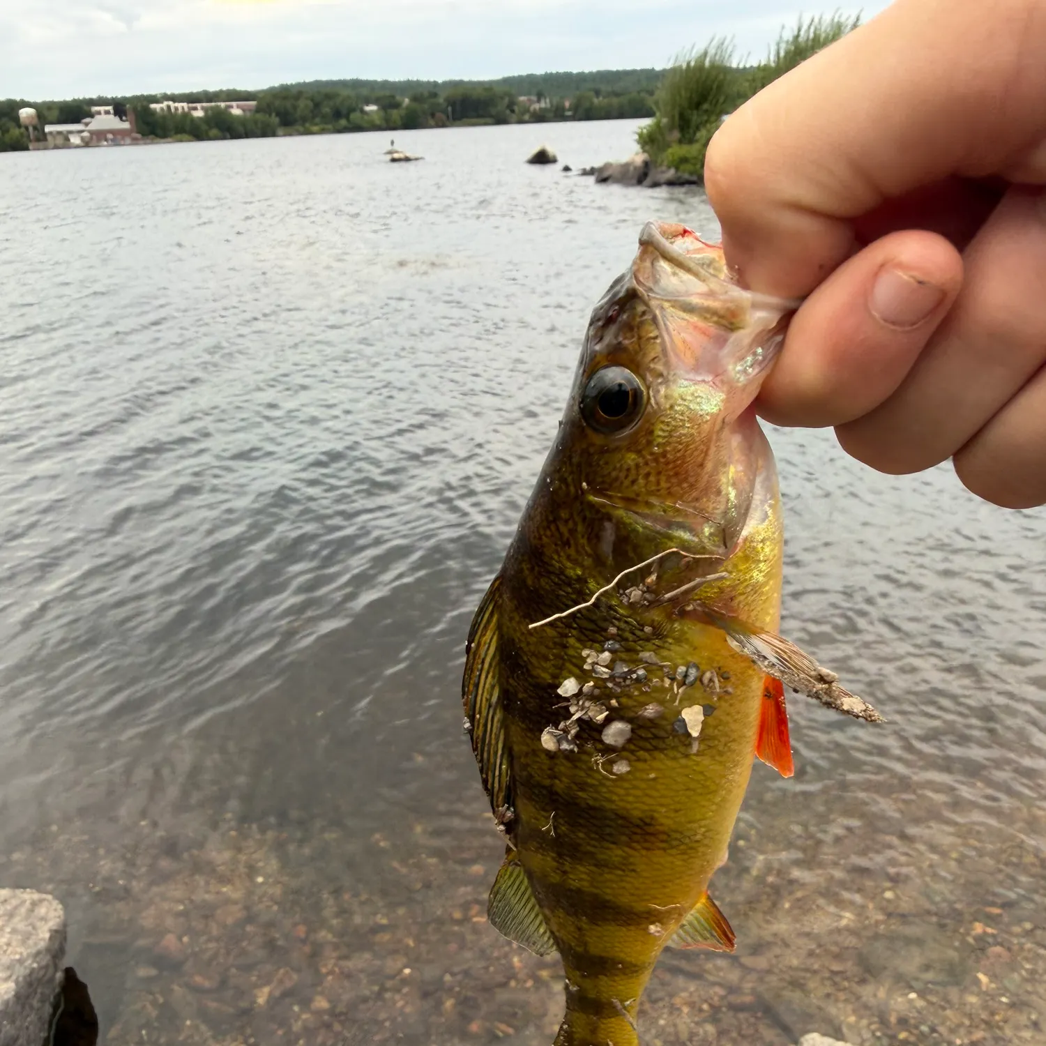 Yellow perch caught on Fishbrain