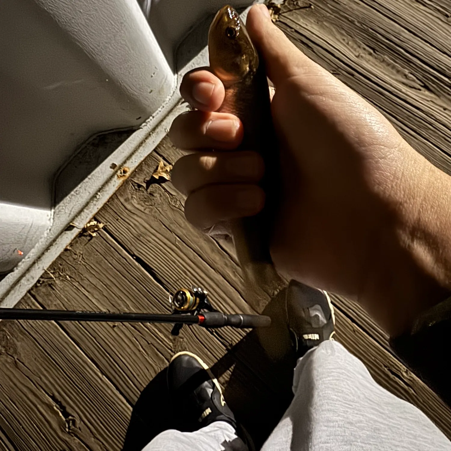 Creek chub caught on Fishbrain