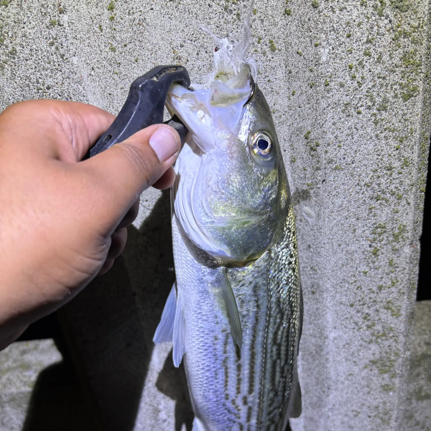 Striped bass caught on Fishbrain