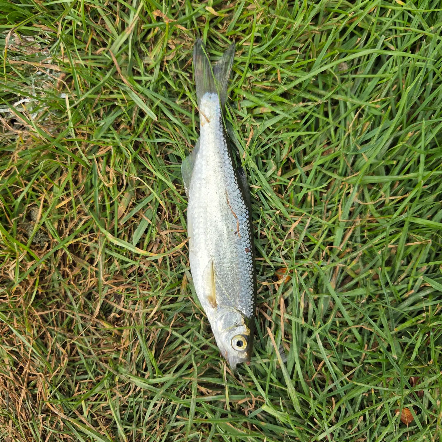 The most recent Common bleak catches on Fishbrain