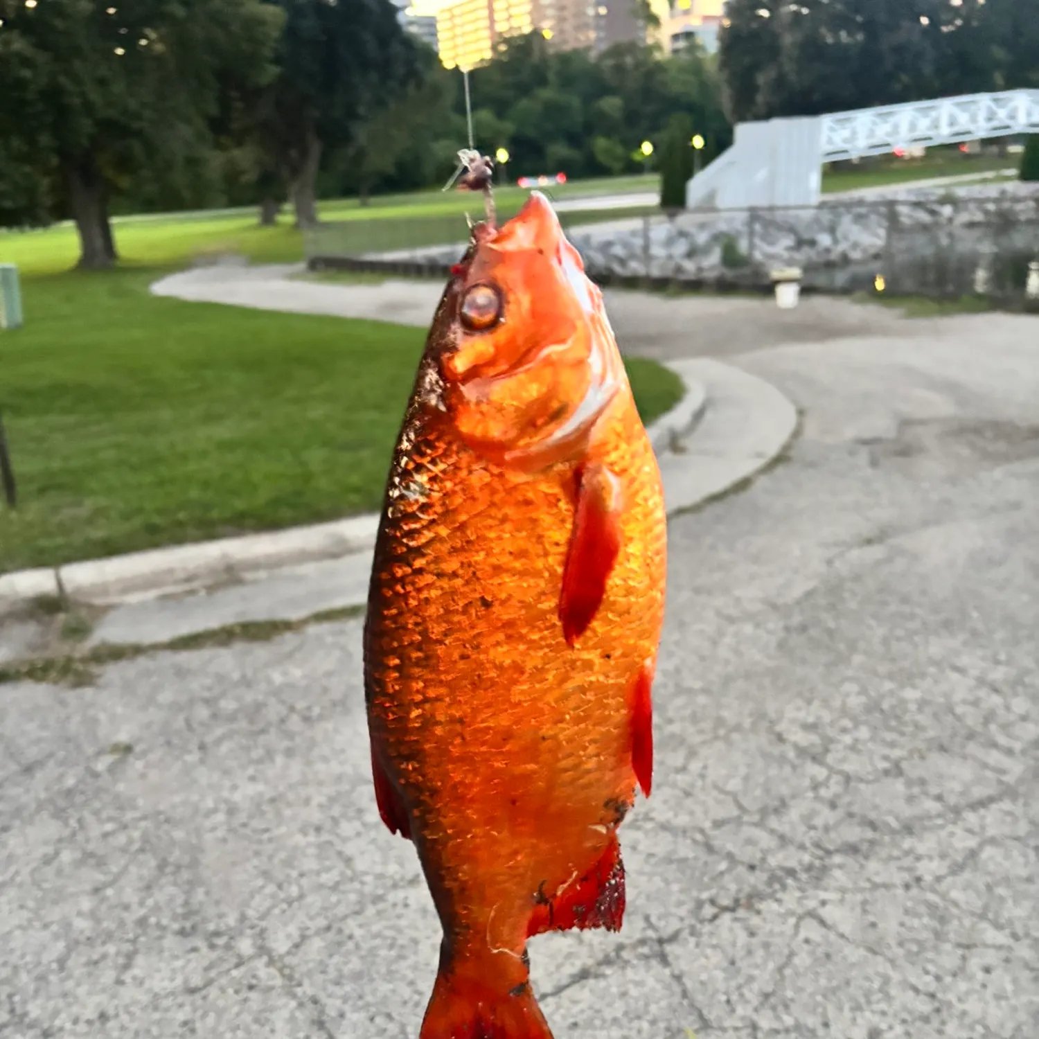 catch
