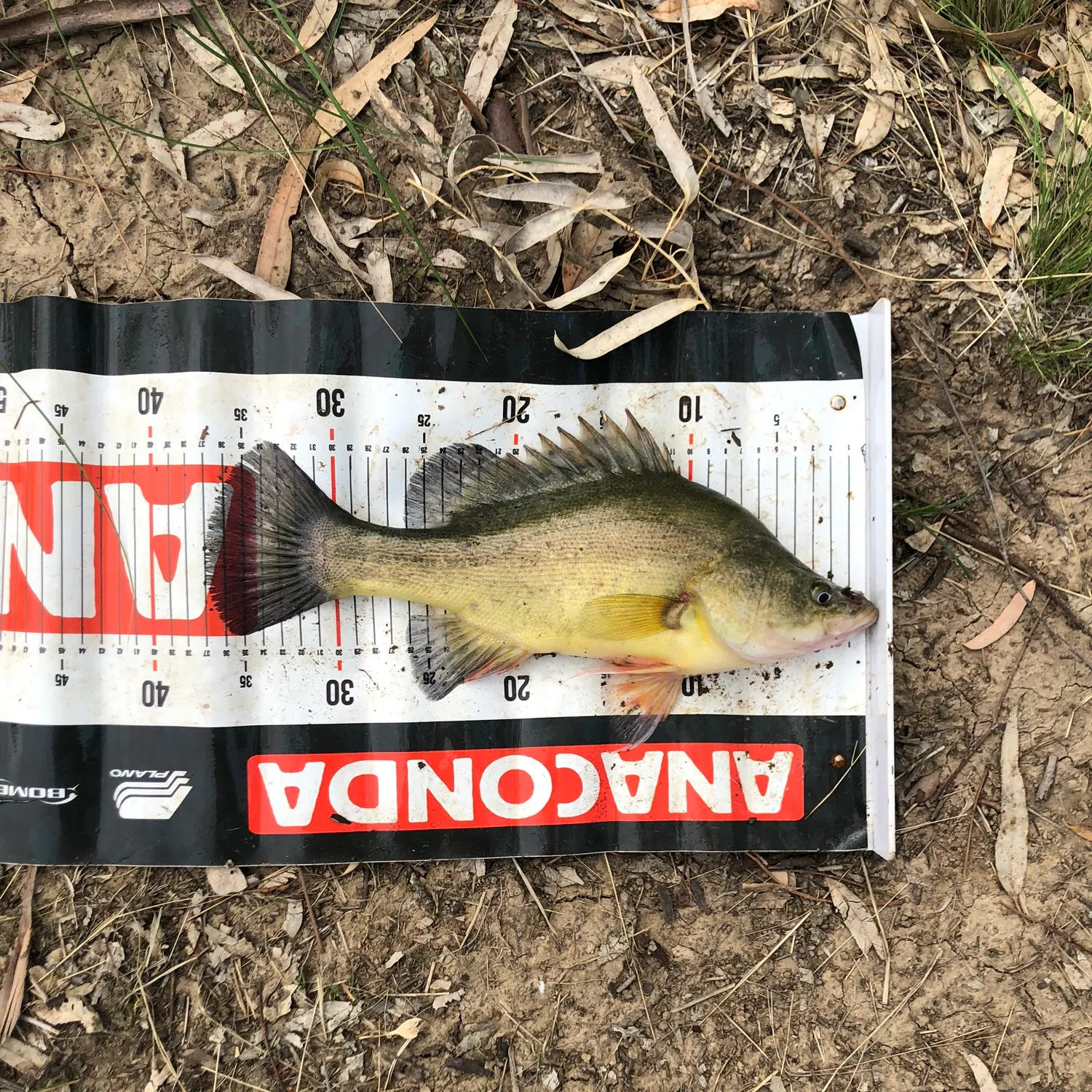The most recent Golden perch catches on Fishbrain
