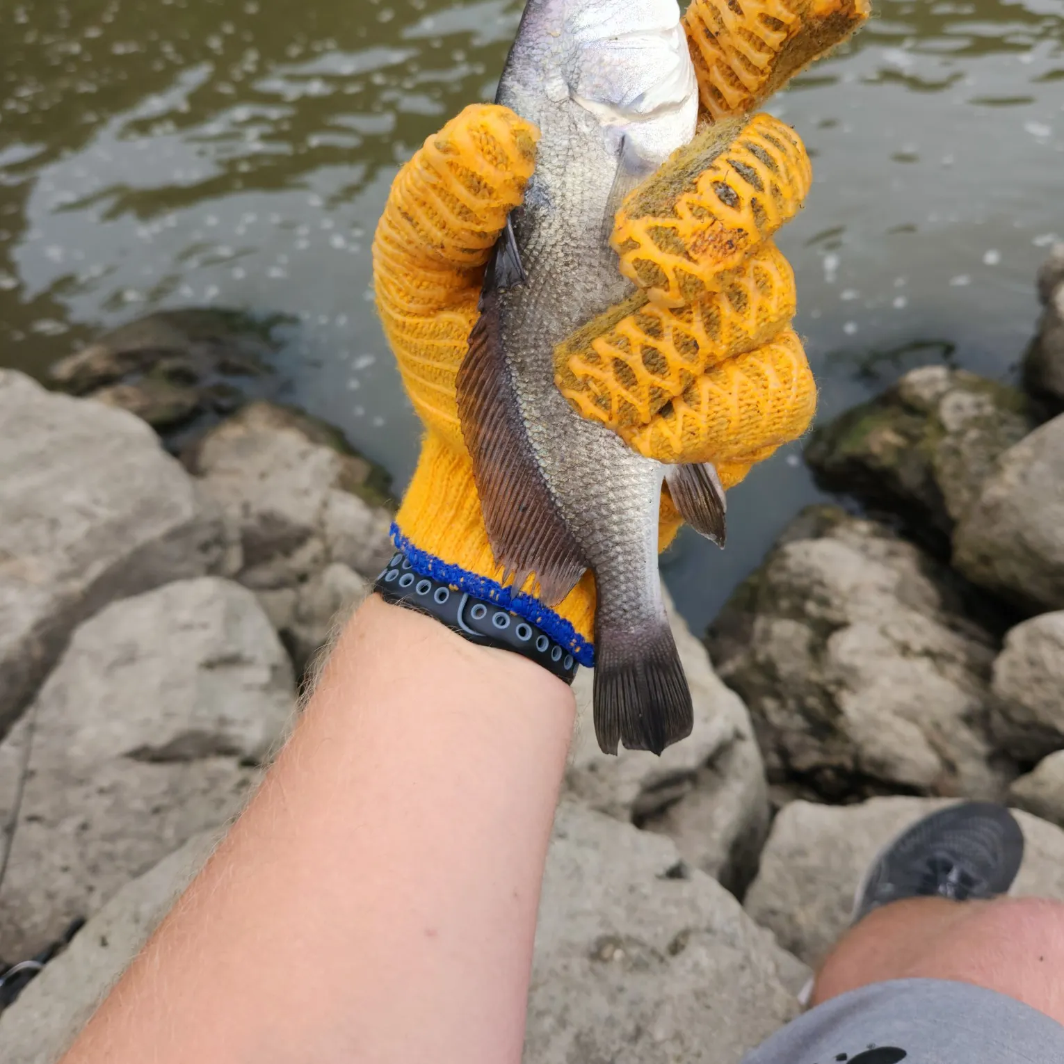 The most popular recent Black drum catch on Fishbrain