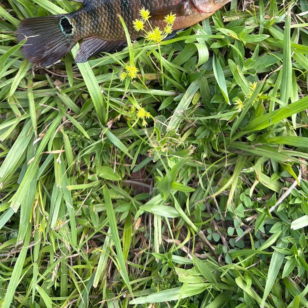 Mayan cichlid caught on Fishbrain