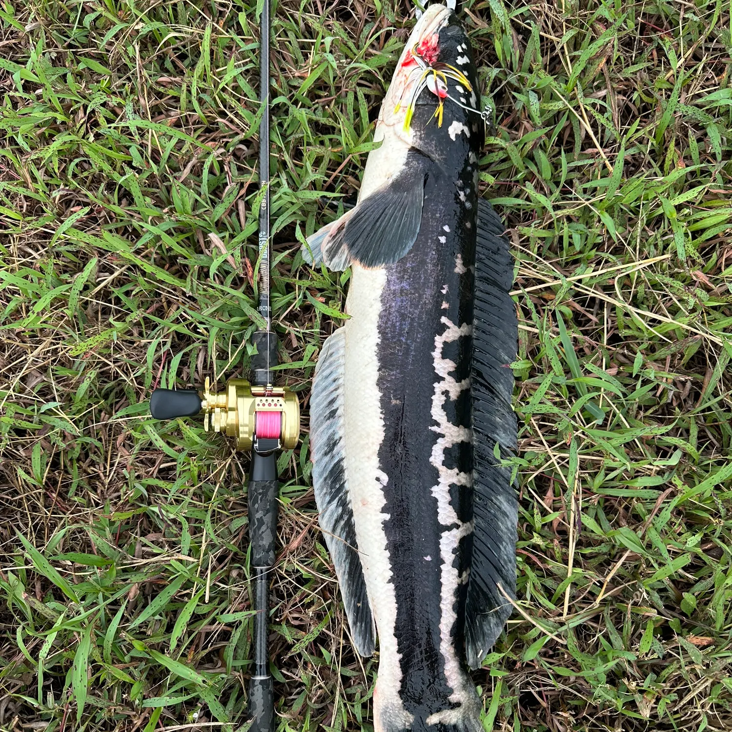 The most recent Indonesian snakehead catches on Fishbrain