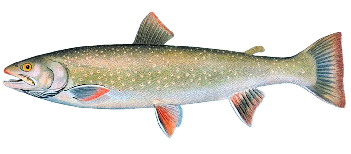 Dolly varden