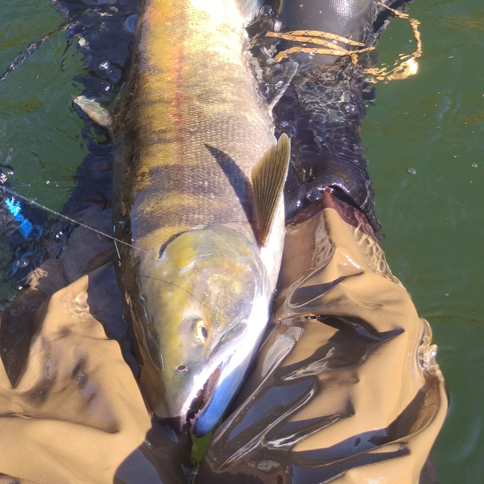 Chum salmon caught on Fishbrain