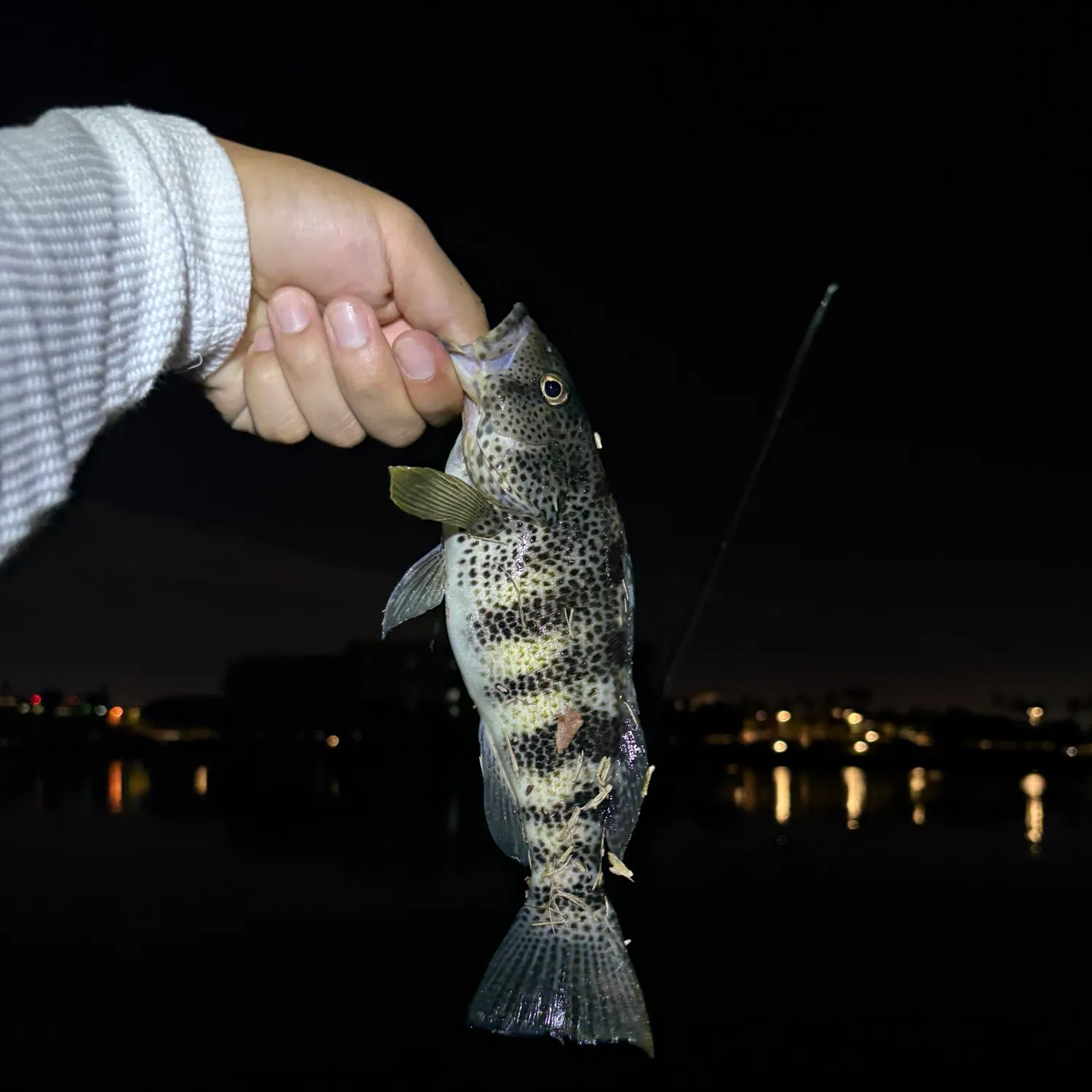 Spotted sand bass caught on Fishbrain