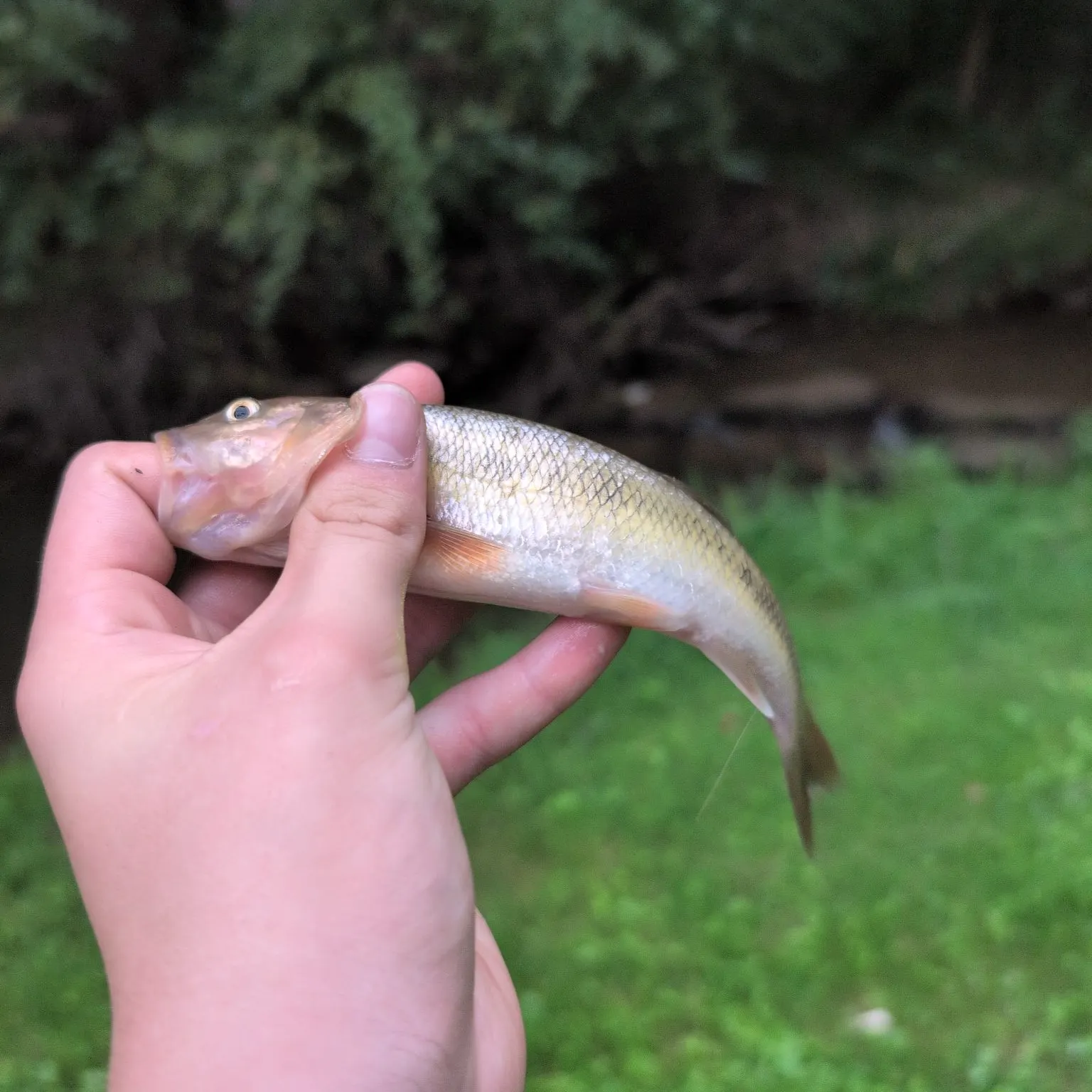 Golden redhorse caught on Fishbrain
