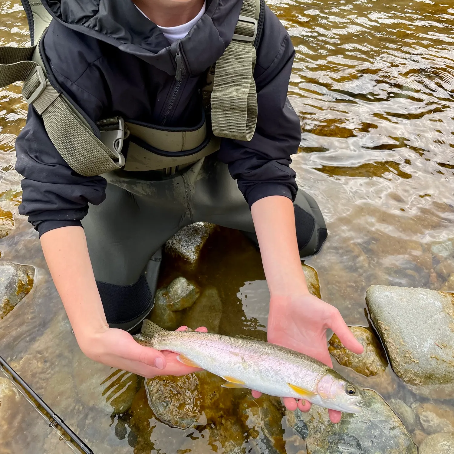 Rainbow trout caught on Fishbrain