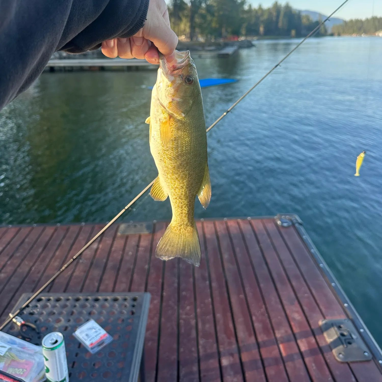 Smallmouth bass caught on Fishbrain