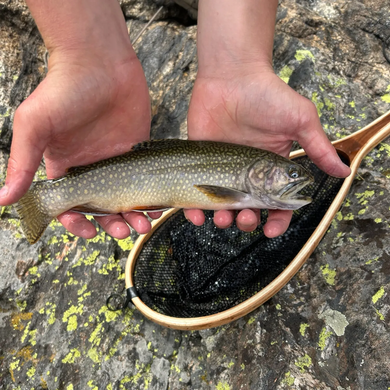 Brook trout caught on Fishbrain