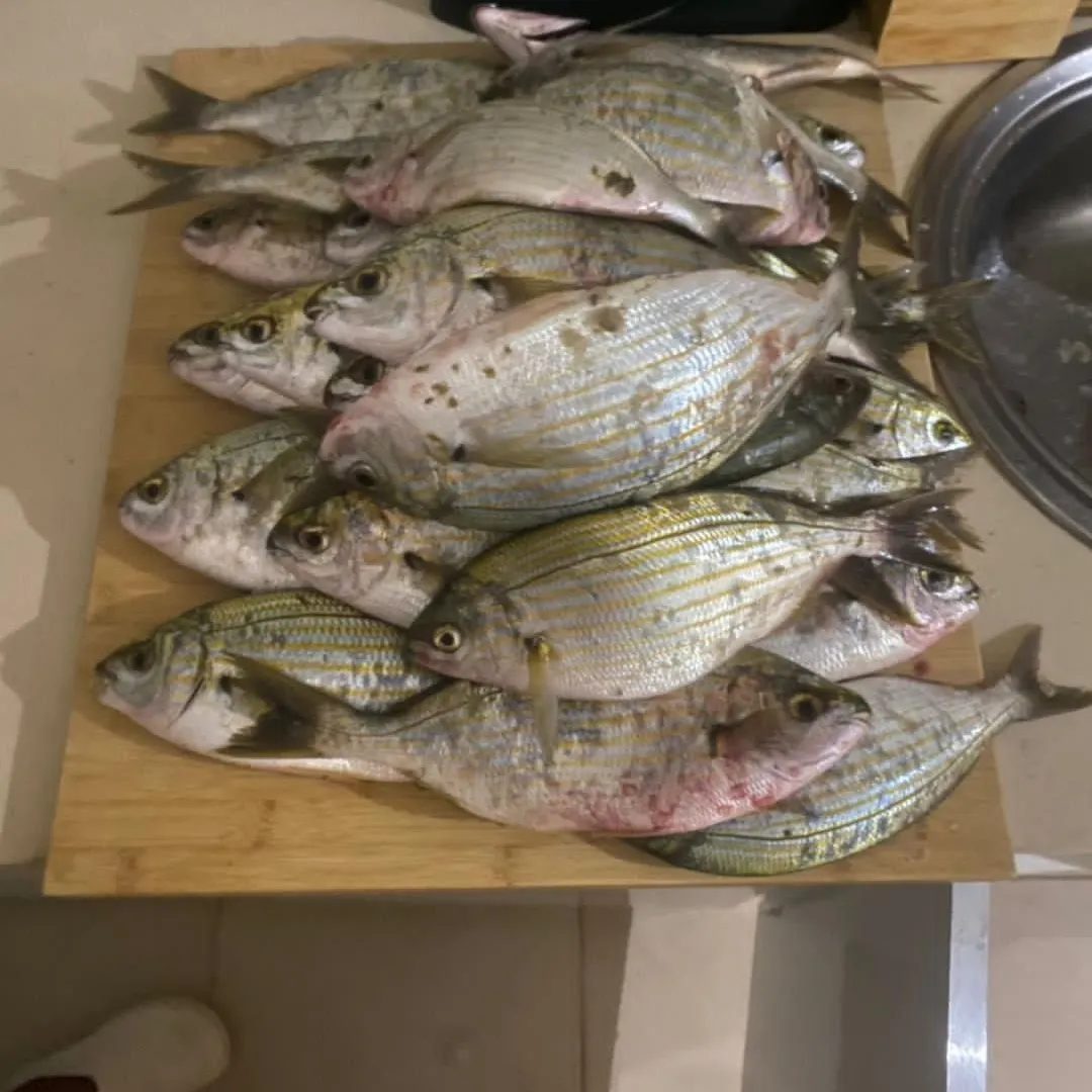White seabream caught on Fishbrain
