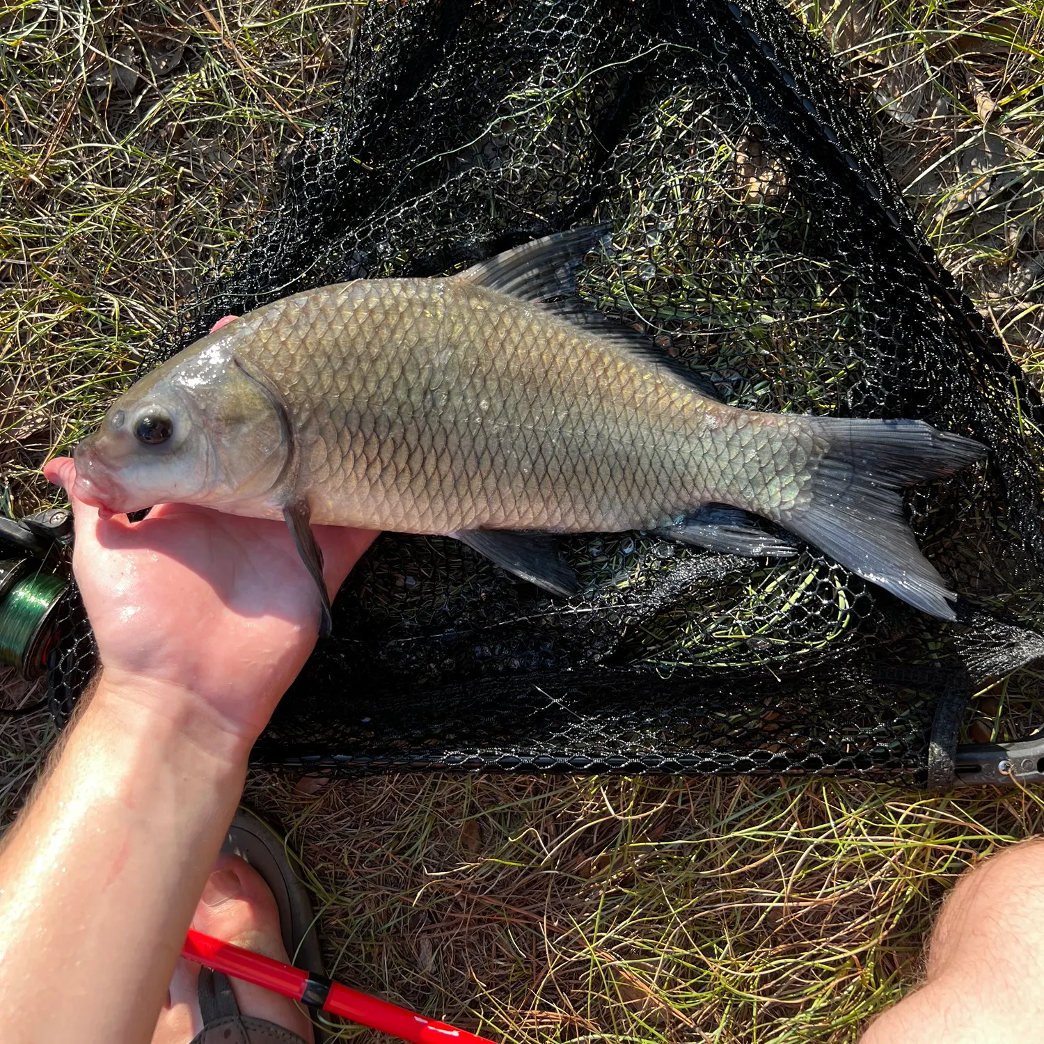 Smallmouth buffalo caught on Fishbrain