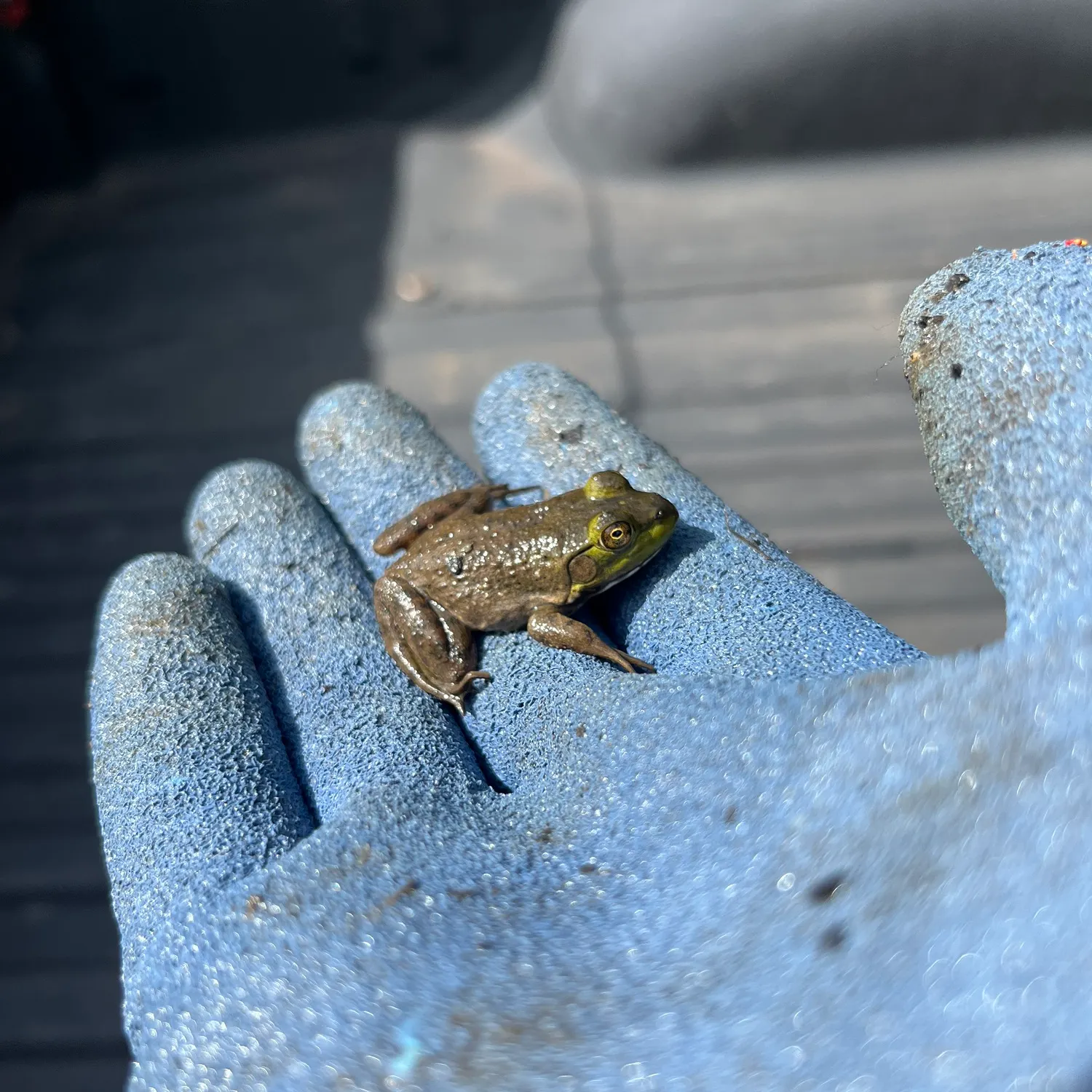 The most recent Green frog catches on Fishbrain