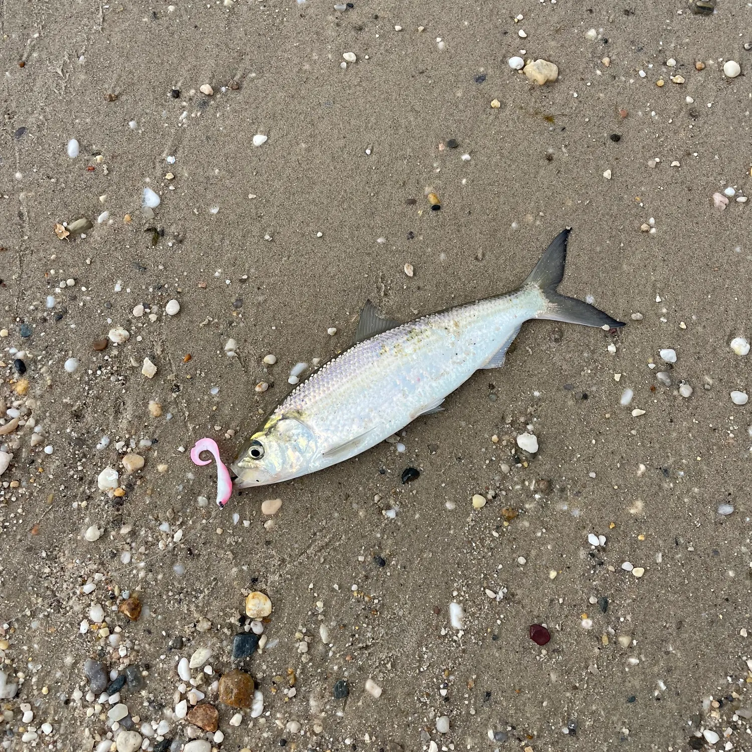 The most recent Hickory shad catches on Fishbrain