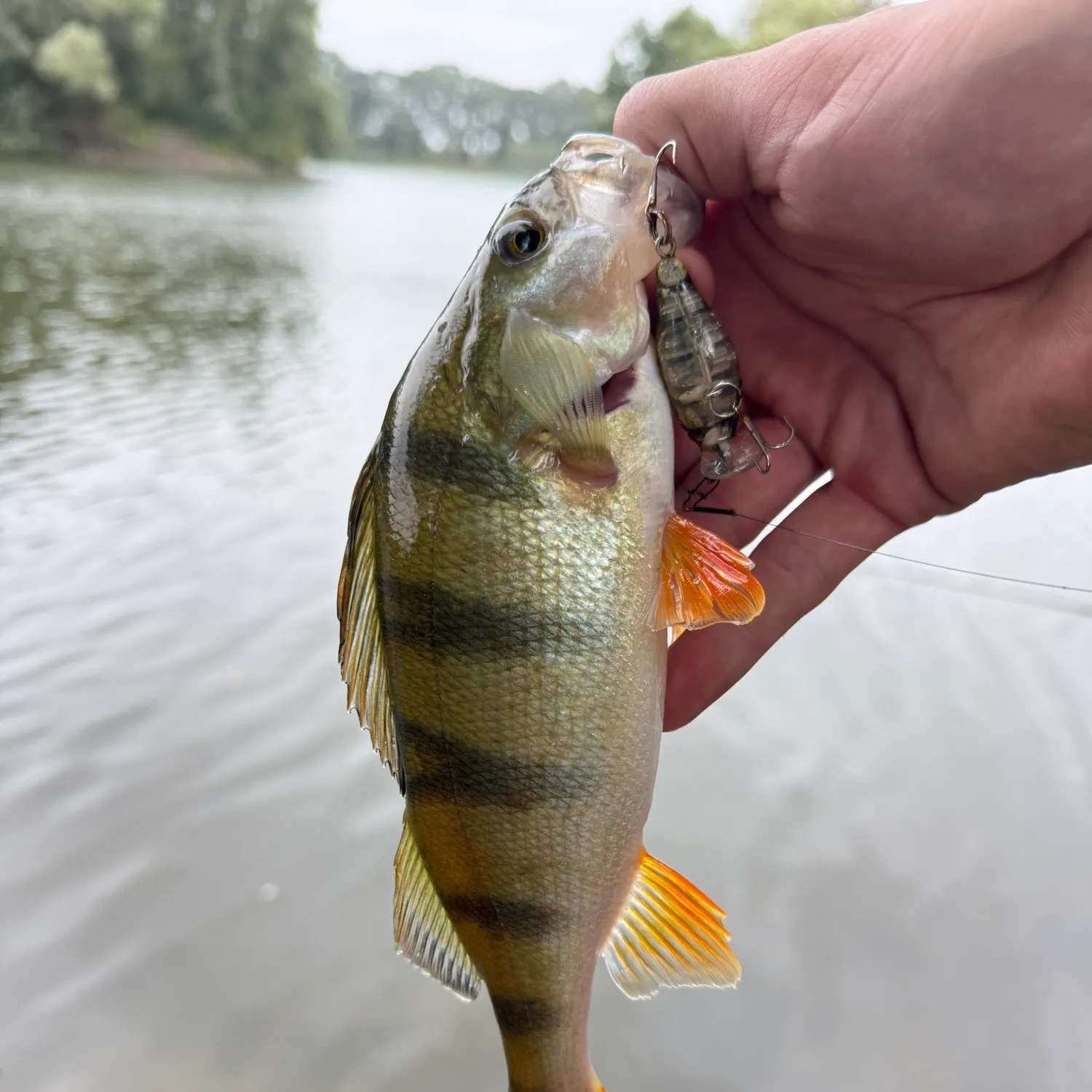 European perch caught on Fishbrain