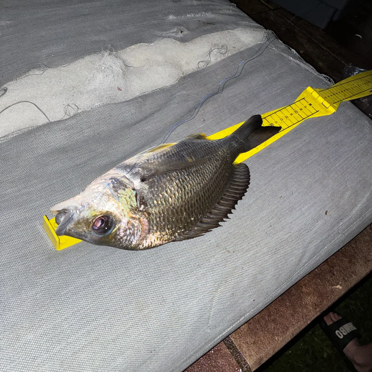Surf bream caught on Fishbrain