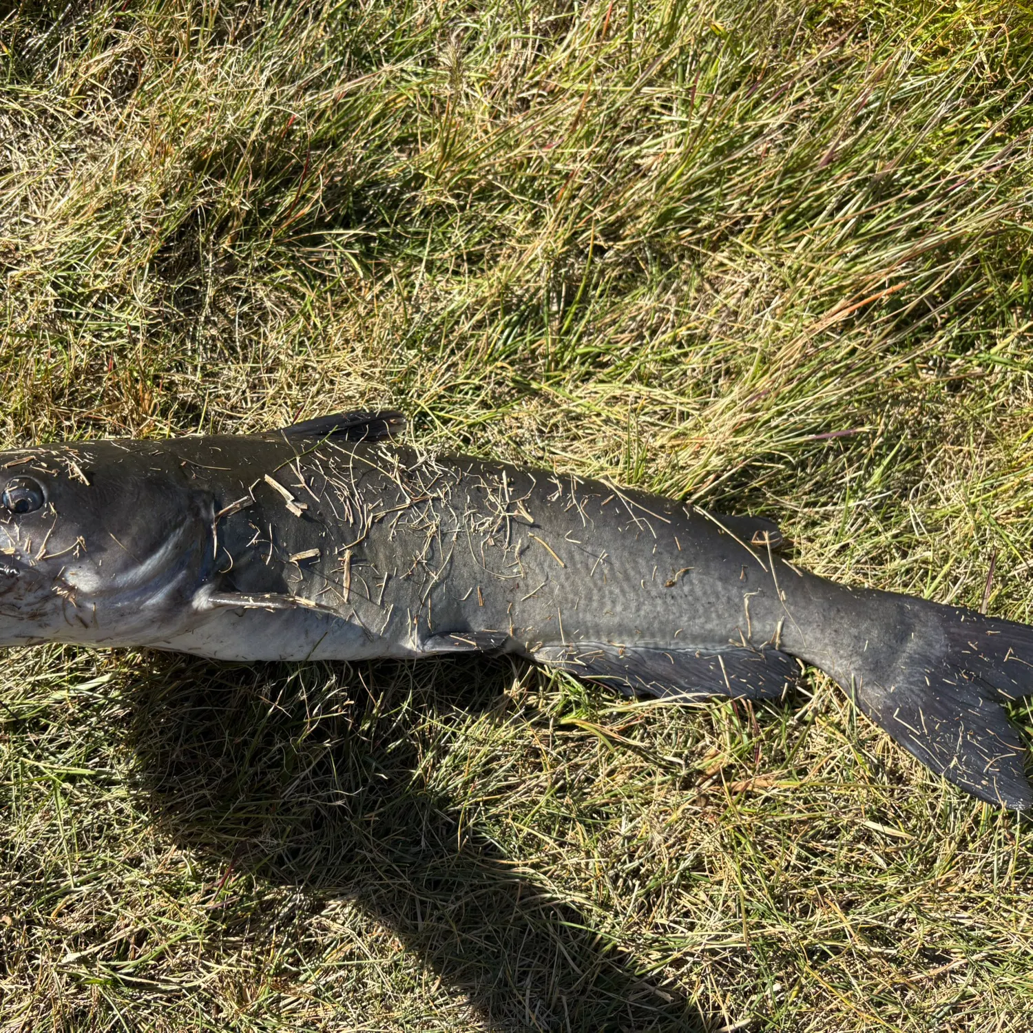Channel catfish caught on Fishbrain