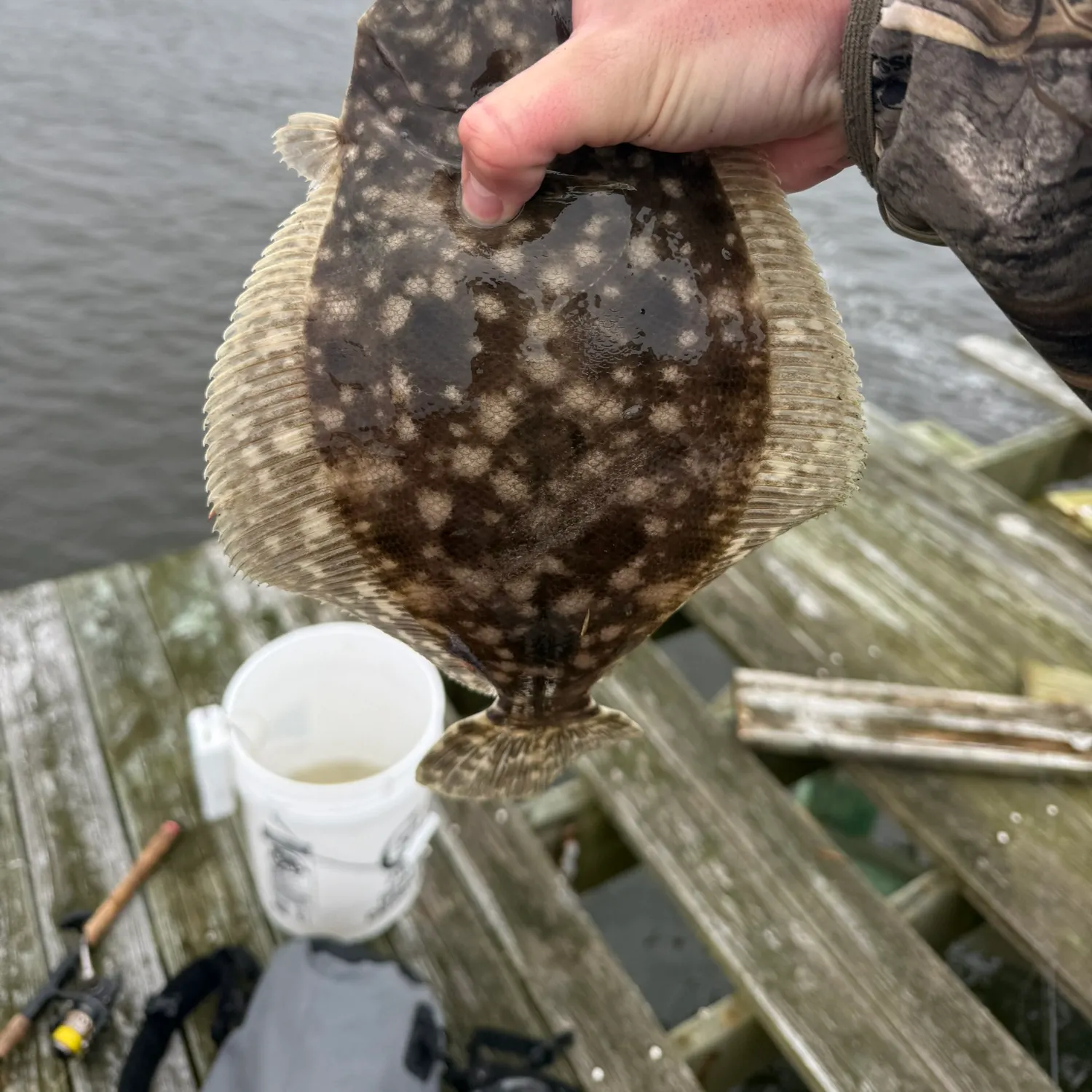 The most recent Summer flounder catches on Fishbrain