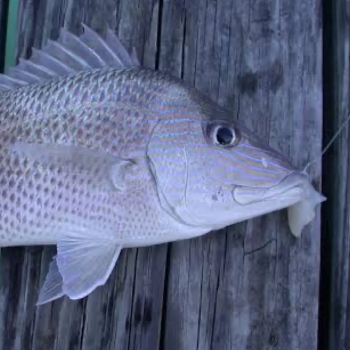 Striped seabream caught on Fishbrain