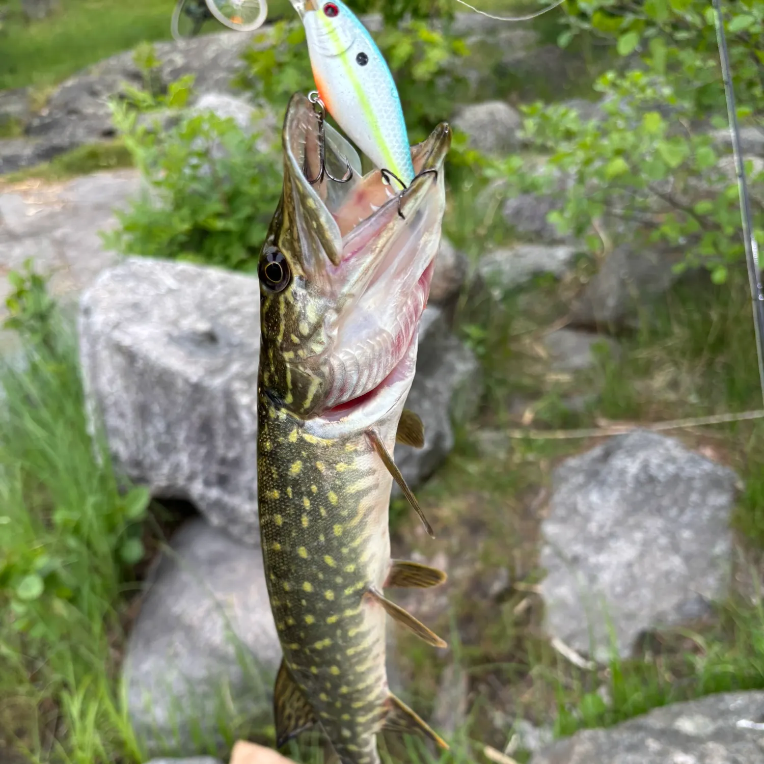 catch