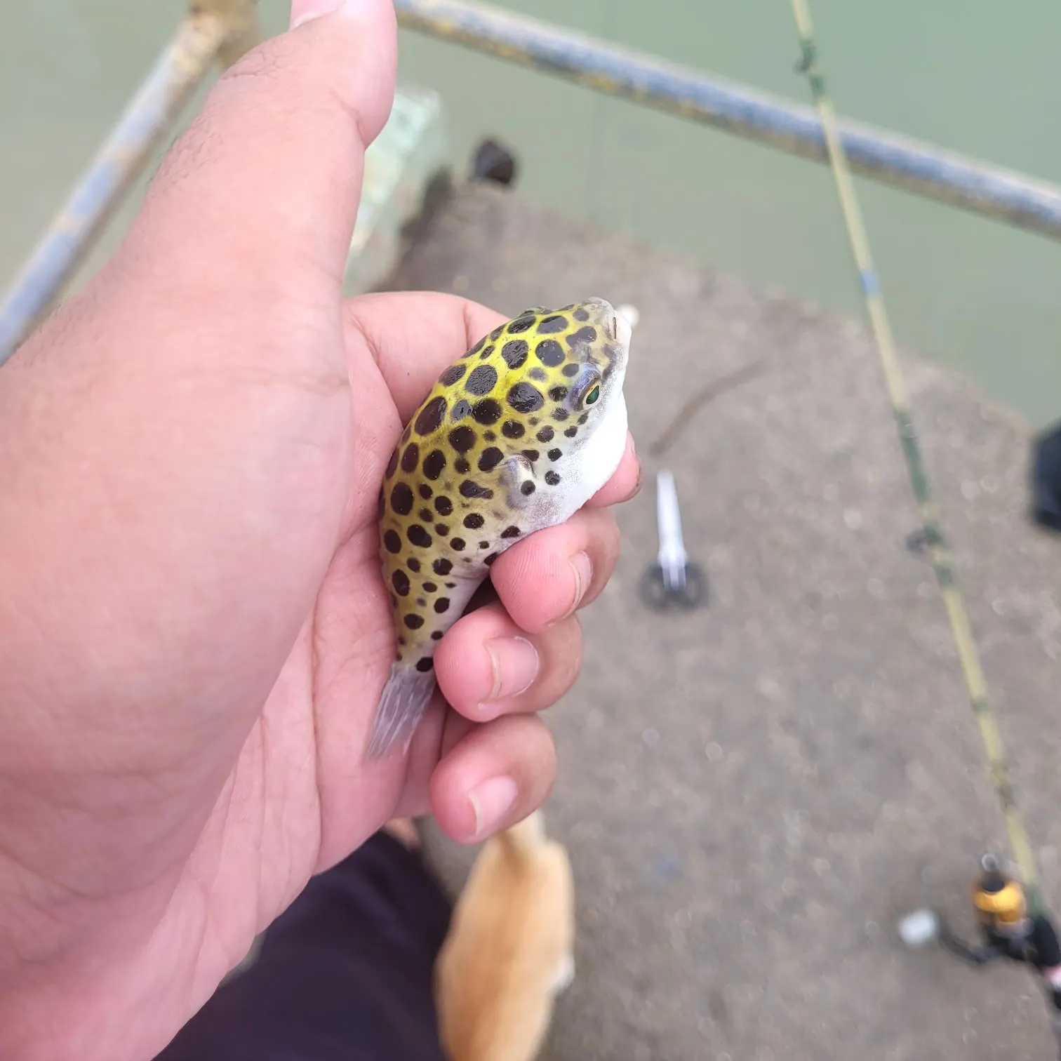 The most recent Spotted green pufferfish catches on Fishbrain