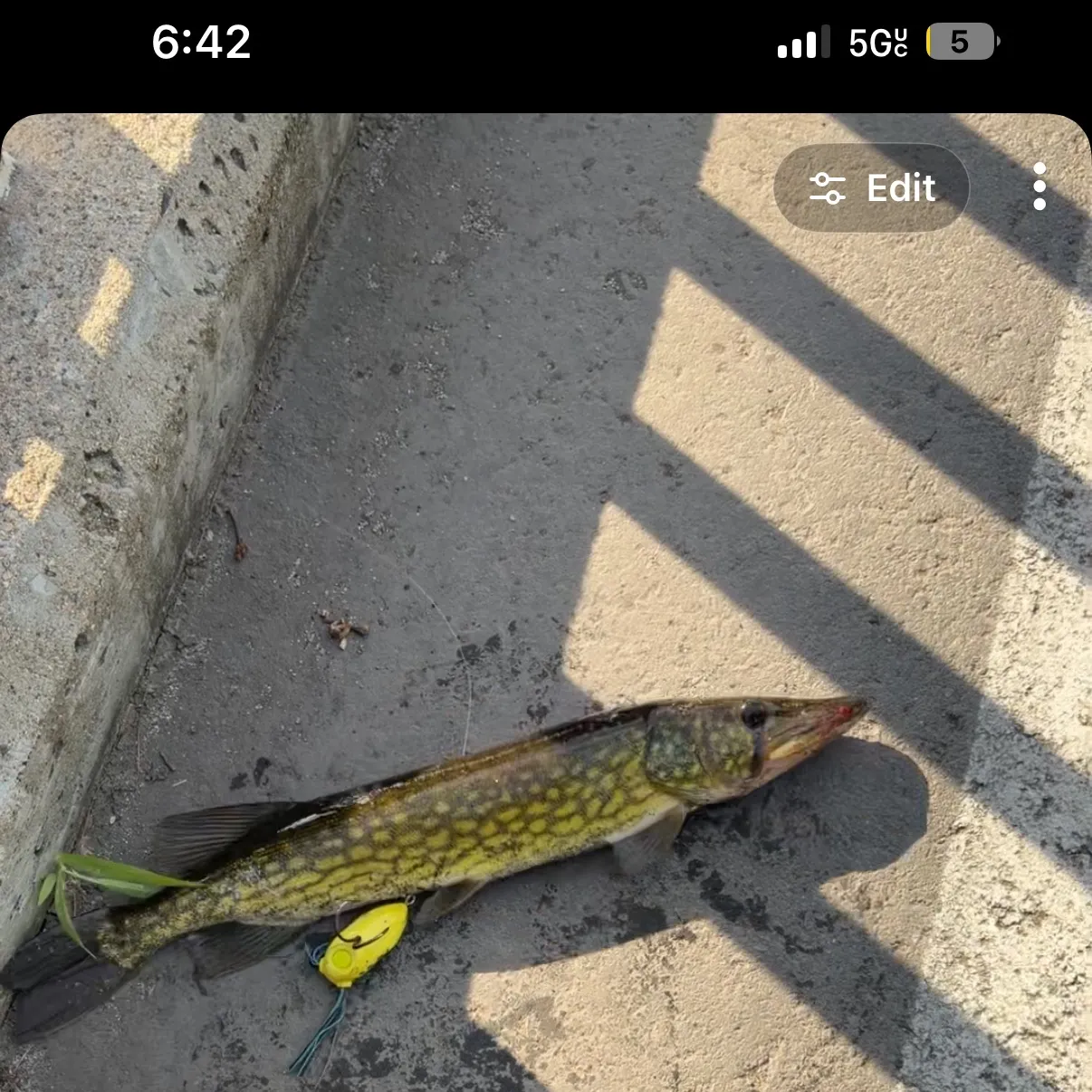 recently logged catches