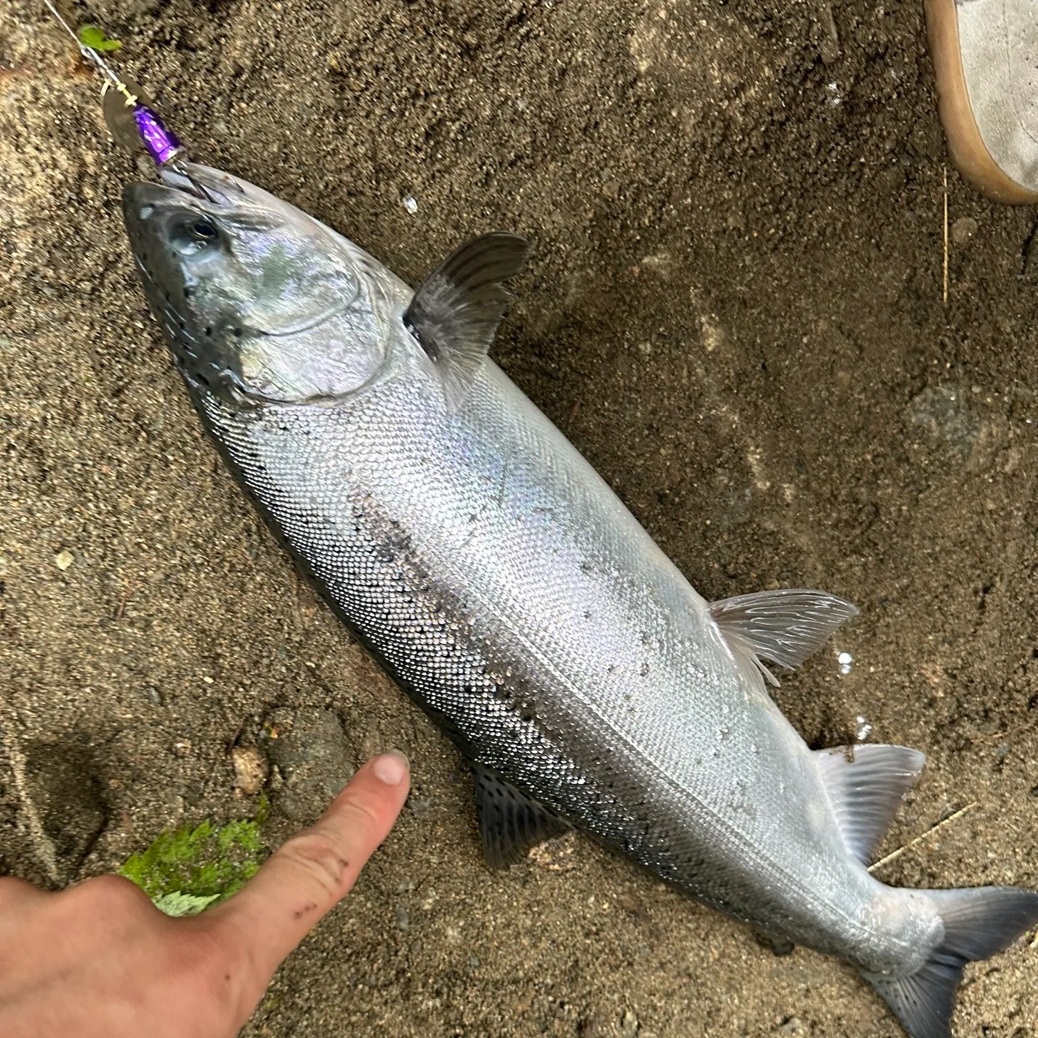 Coho salmon caught on Fishbrain
