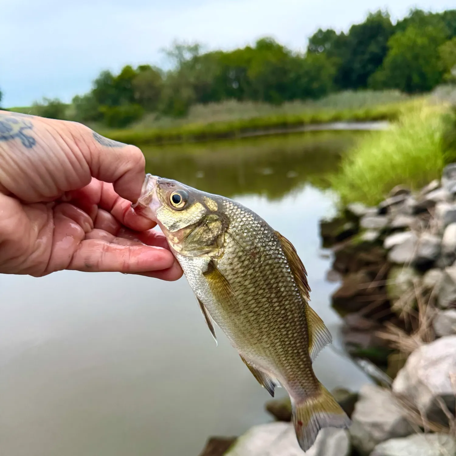 White perch caught on Fishbrain