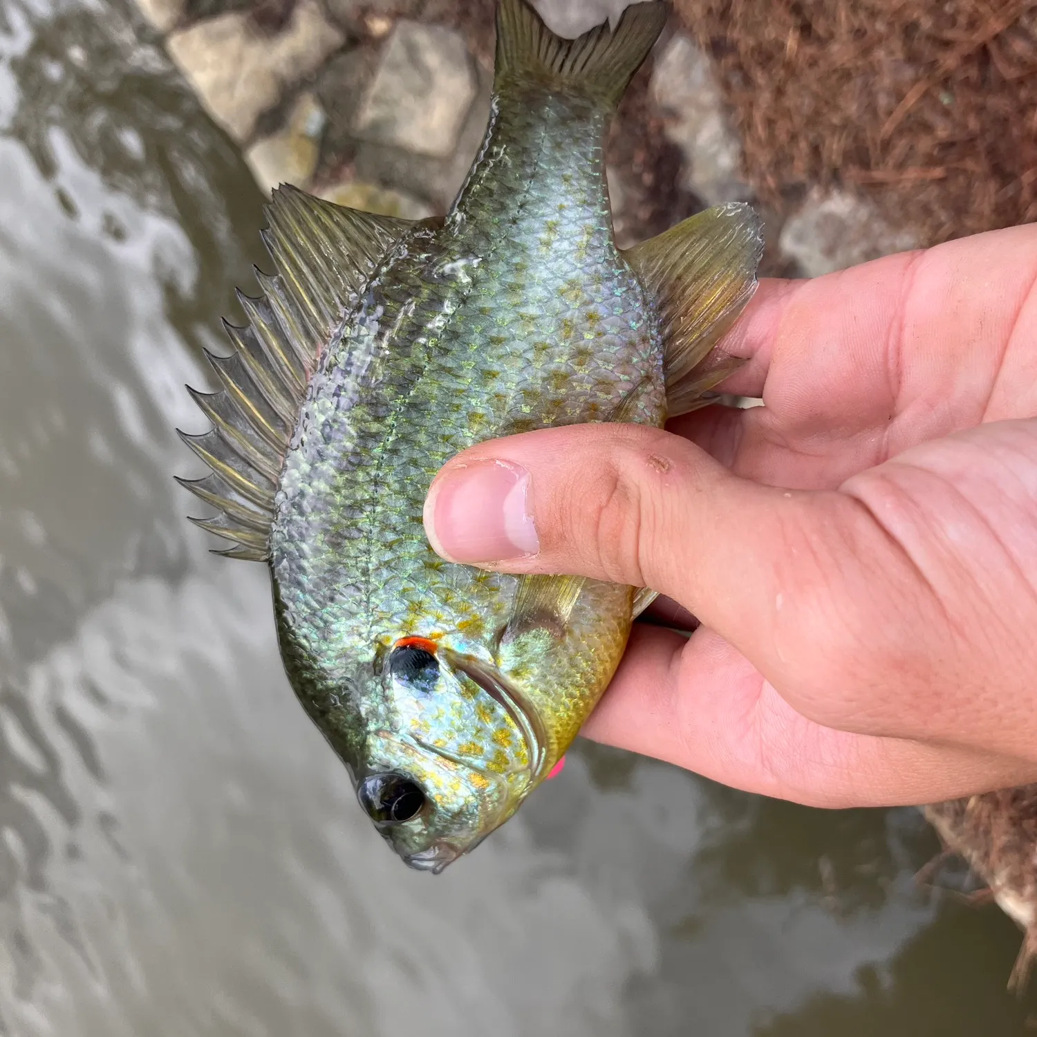 Redear sunfish caught on Fishbrain