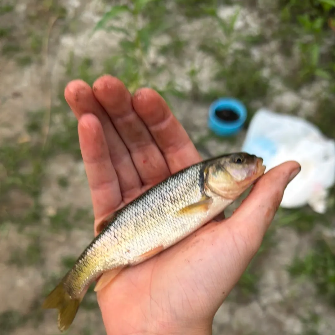 The most recent Hornyhead chub catches on Fishbrain
