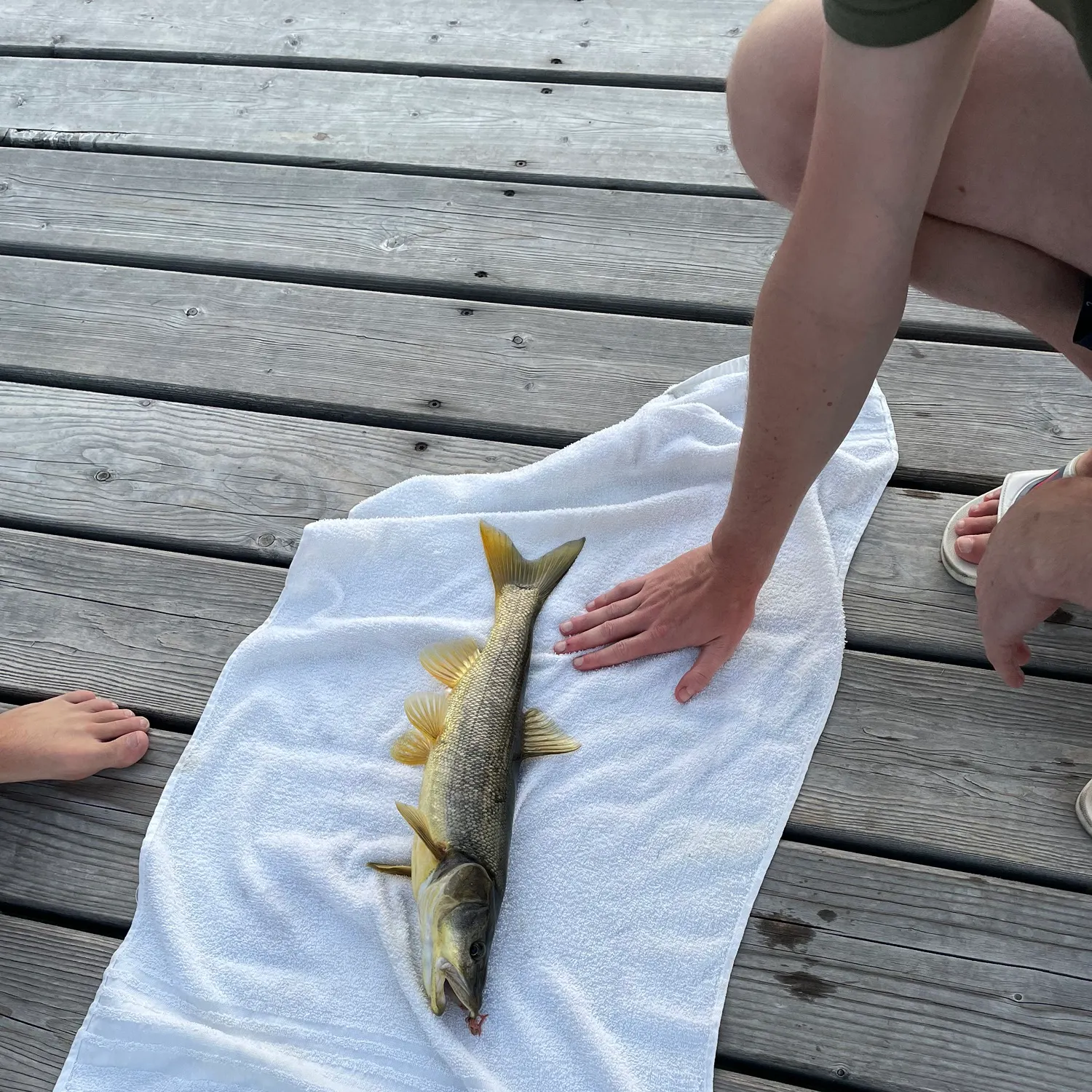 The most recent Northern pikeminnow catches on Fishbrain