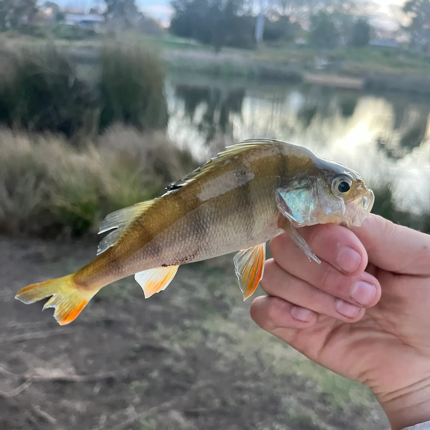 Fish caught on Fishbrain