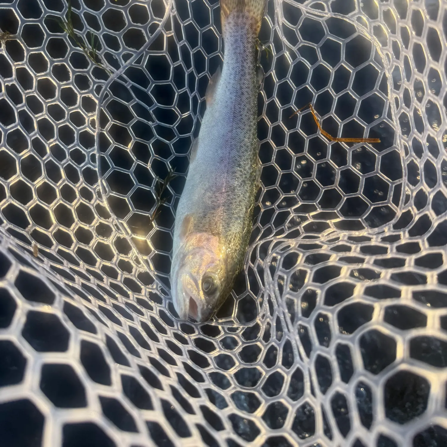 The most recent Rainbow trout catches on Fishbrain