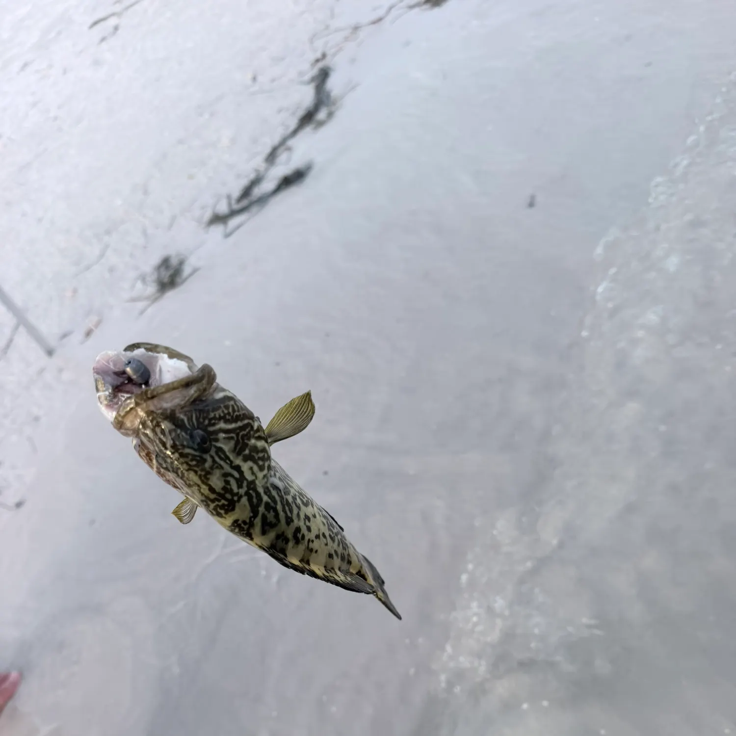 The most recent Gulf grouper catches on Fishbrain