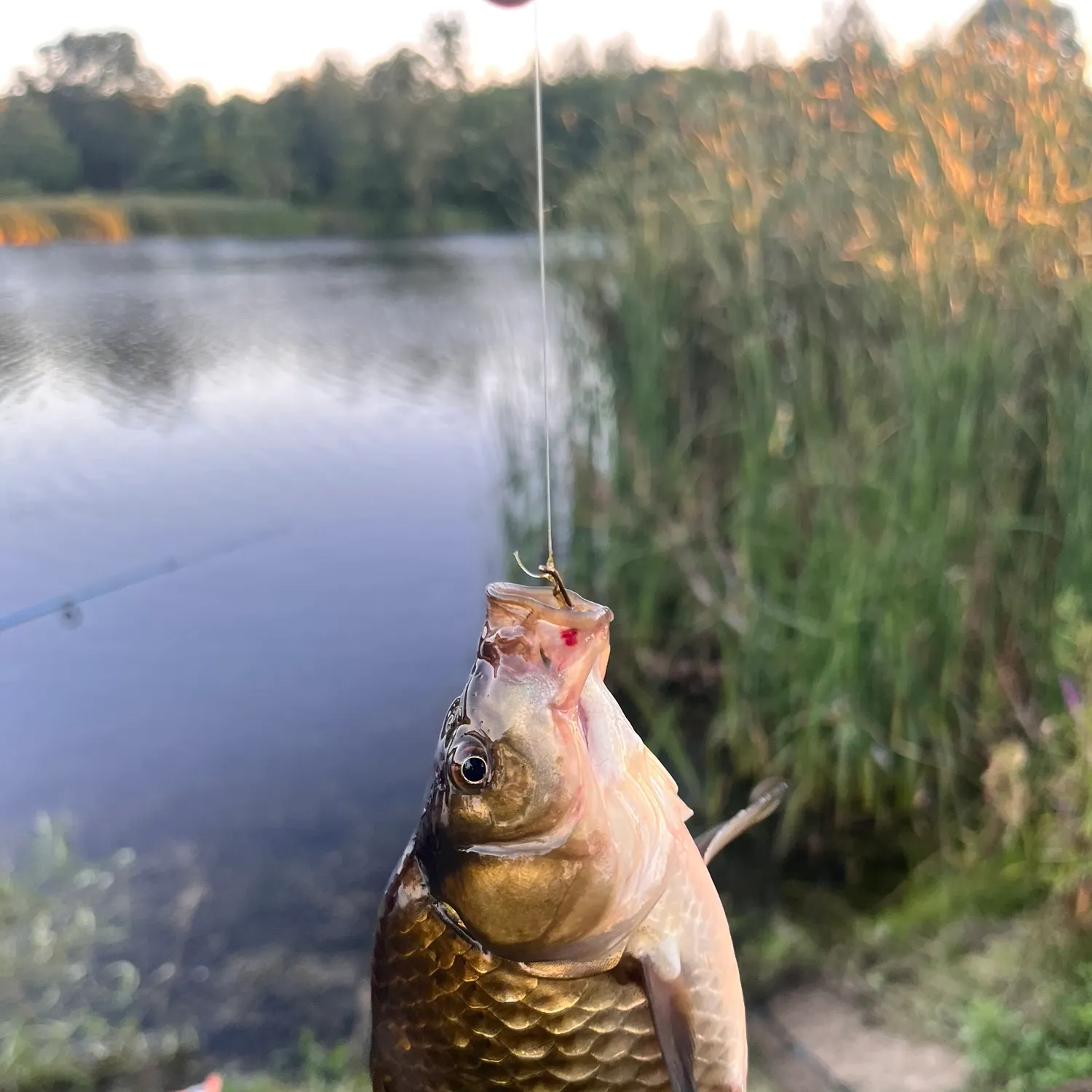 The most recent Goldfish catches on Fishbrain