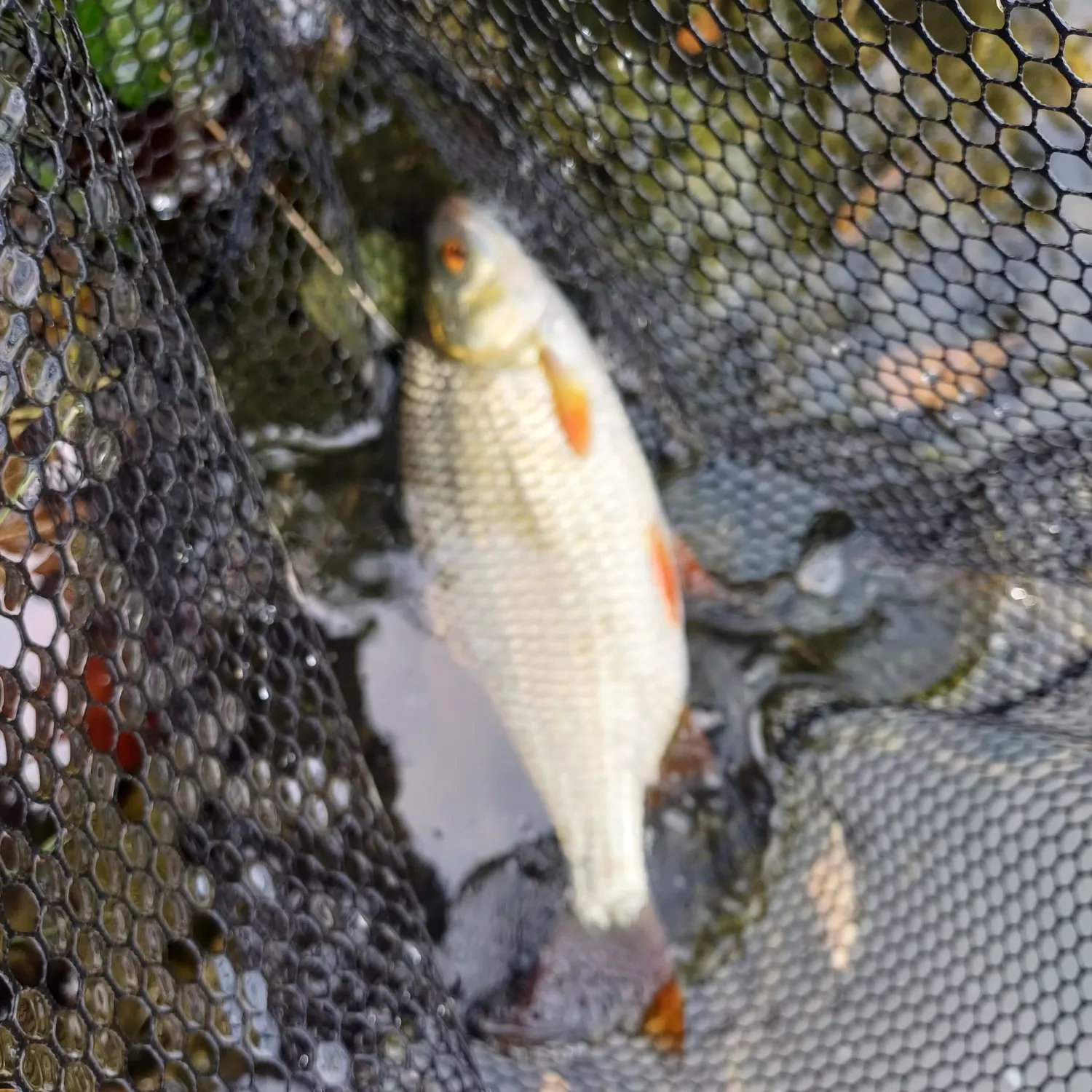 Common rudd caught on Fishbrain