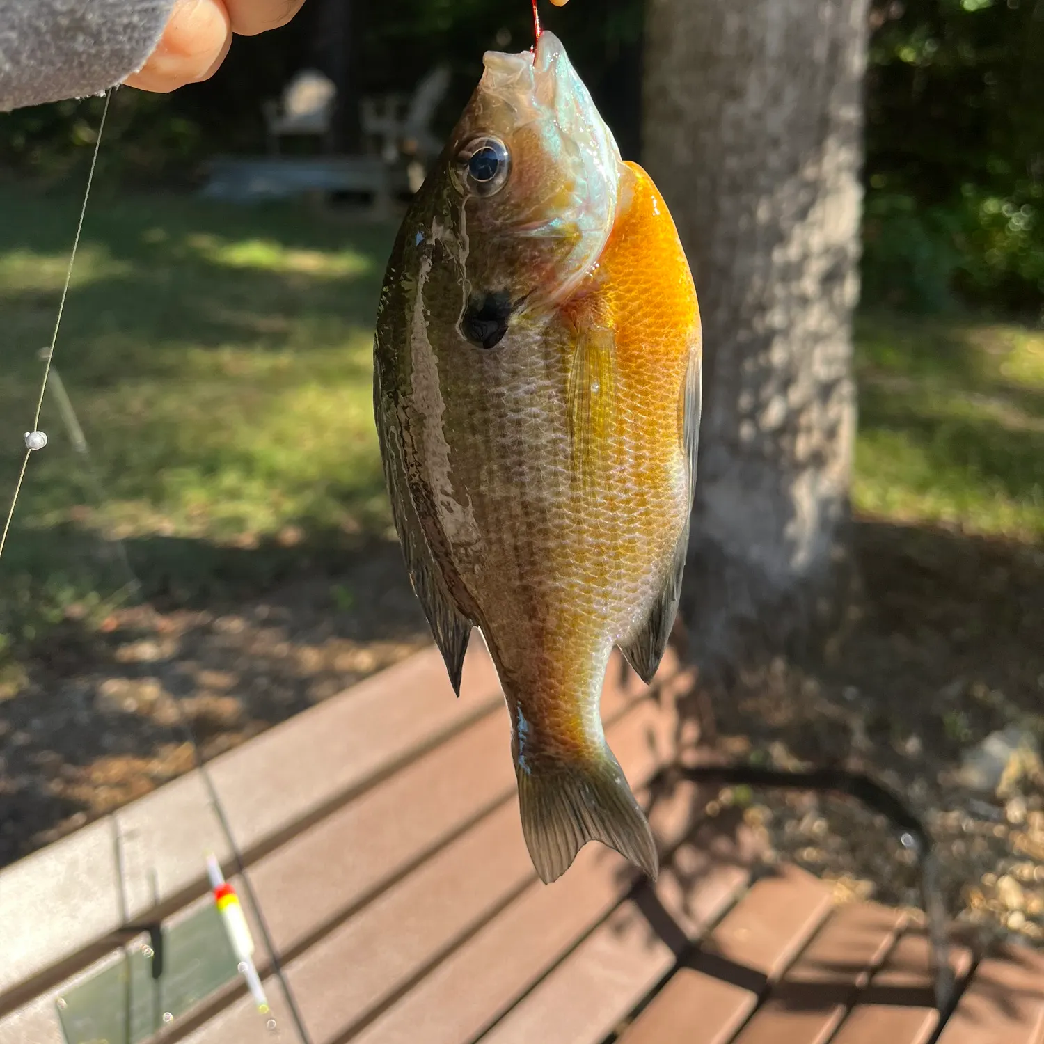 Bluegill caught on Fishbrain