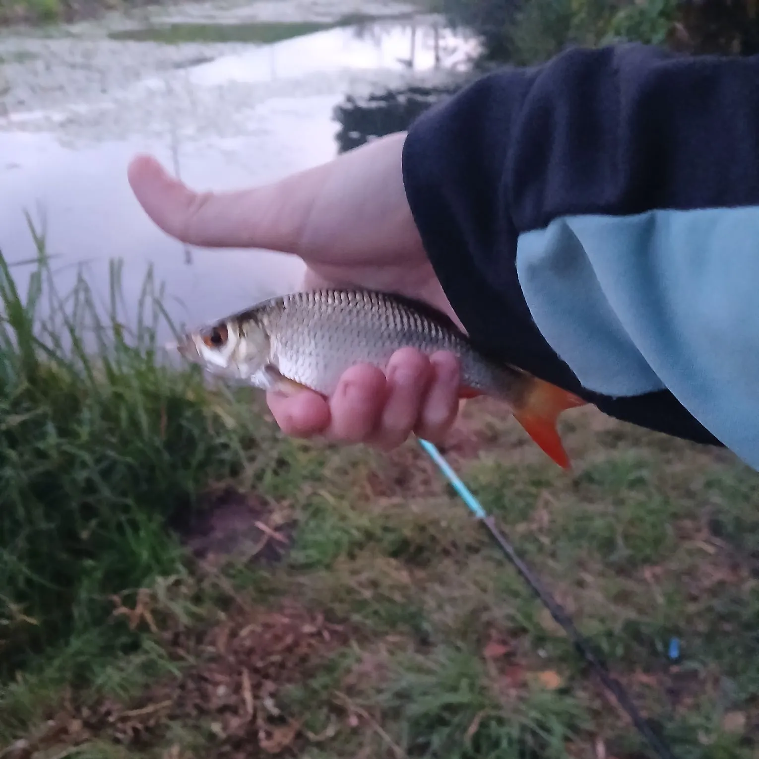 Common roach caught on Fishbrain